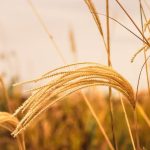What Are the Use Cases for SAP Central Finance?