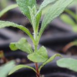 What Is the SAP Green Ledger?