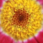 SAP S/4HANA Clean Core: Principles, Benefits, and Best Practices for a Future-Ready ERP