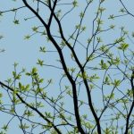 End-to-End SAP Landscape Refresh Automation: A Service Delivery Perspective