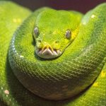 Python for SAP Developers: Why Learn Python and How to Get Started with VS Code, Git, and AI Extensions