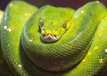 python-for-sap-developers:-why-learn-python-and-how-to-get-started-with-vs-code,-git,-and-ai-extensions