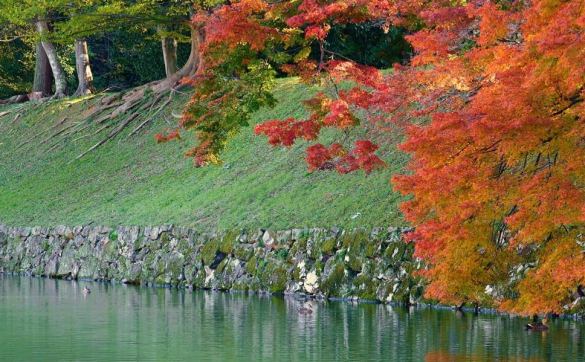 Beautiful small Eurasian Teal is swimming in a river amidst the changing autumn foliage.